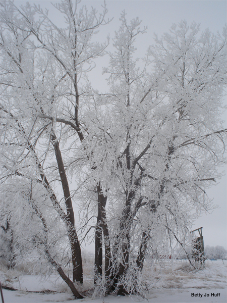 Frosty Tree by Betty Jo Huff