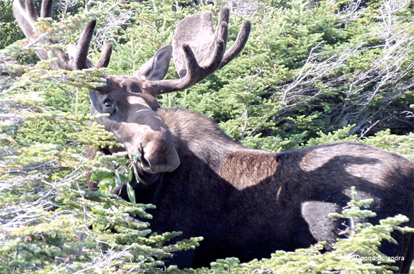 Bull Moose by Donna Sciandra