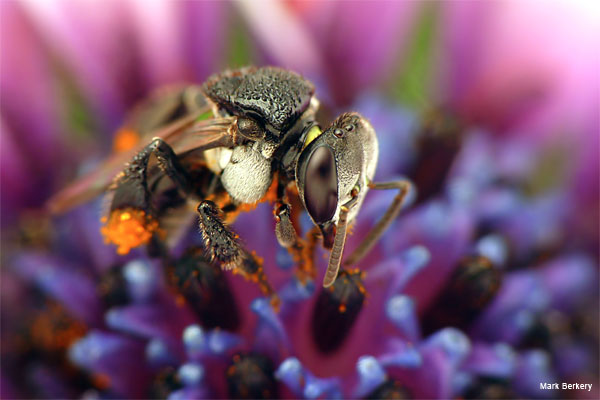 Stingless Bee 2 by Mark Berkery