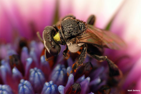 Stingless Bee 1 by Mark Berkery