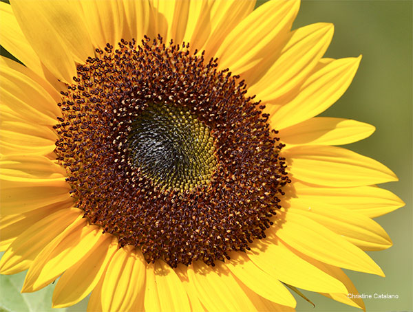 Sunflower by Christine Catalano