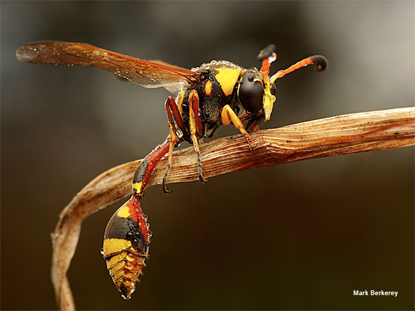 Potter Wasp by Mark Berkerey