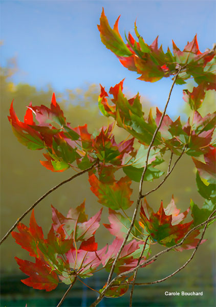 Leaves at Perrins Pond by Carole Bouchard