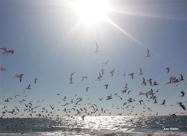 Gulls Soaring by Ann Waller