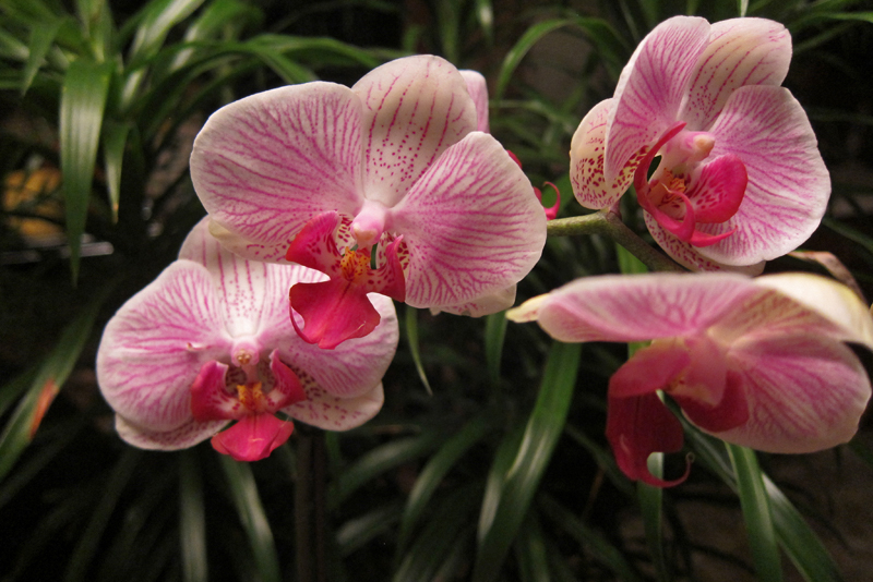 Rains, Humidity And Orchids